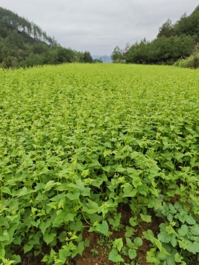 3cc2c3001ea6a59196561dcbb7b3f8ee